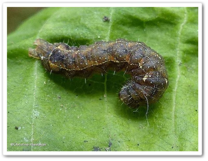 Small brown quaker moth caterpillar (<em>Pseudorthodes vecors</em>), #10578