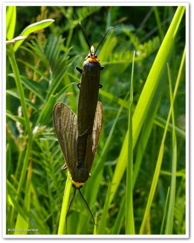 Yellow-collared scape moth  (Cisseps fulvicollis), #8267