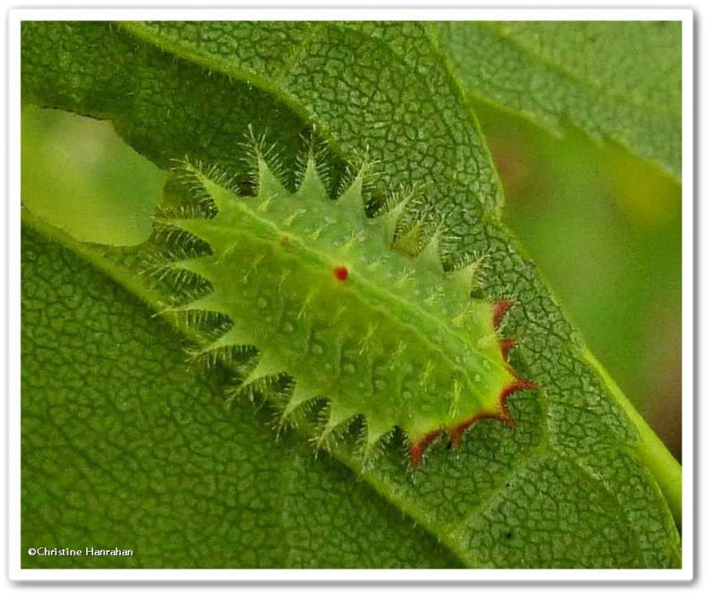 Crowned slug moth caterpillar (Isa textula), #4681