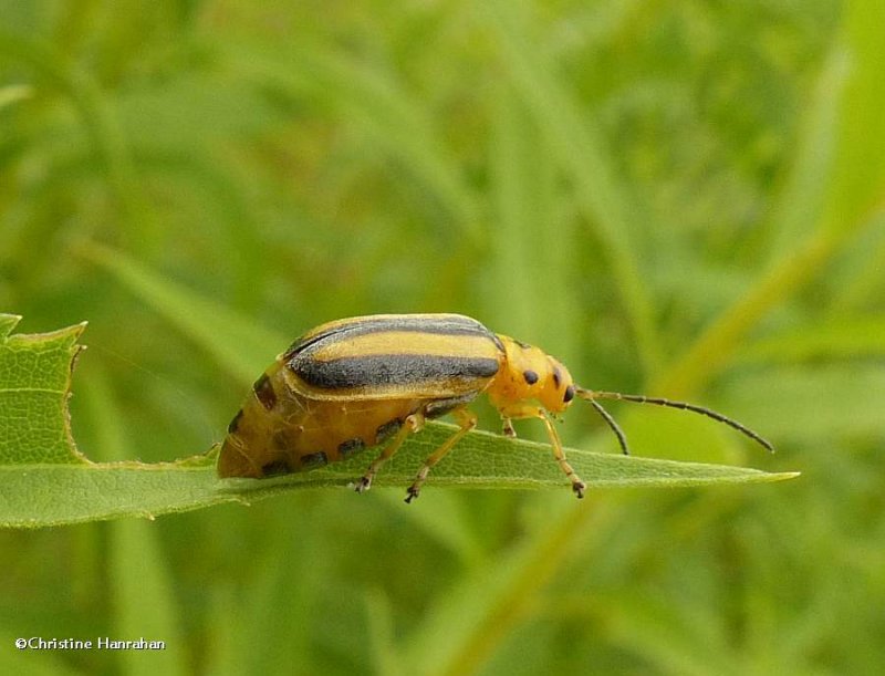 Goldenrod leaf beetle (Trirhabda canadensis), female