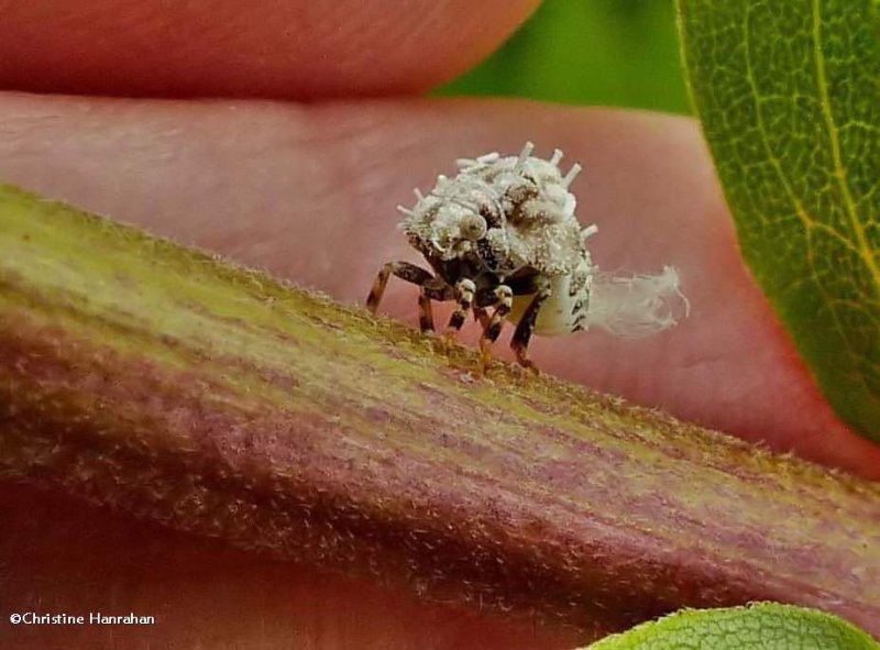 Planthopper nymph (Acanalonia)