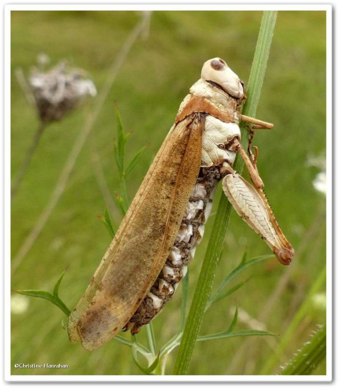Carolina Grasshopper with entomophthora fungus