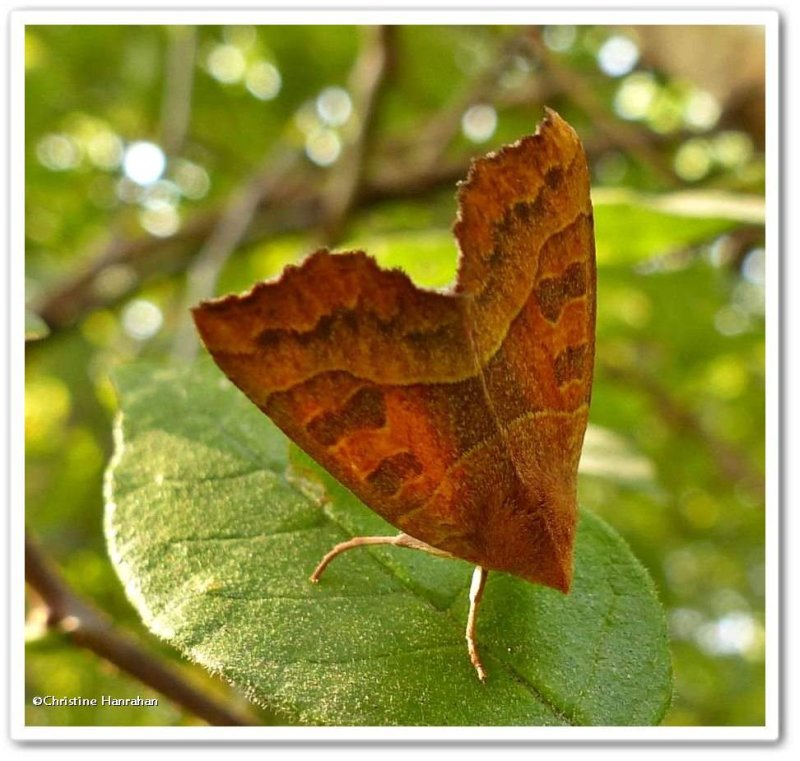 Scalloped Sallow moth (Eucirroedia pampina) #9952