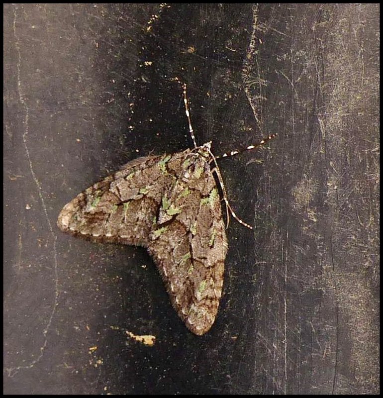 Mottled gray carpet  moth  (Cladara limitaria), #7637