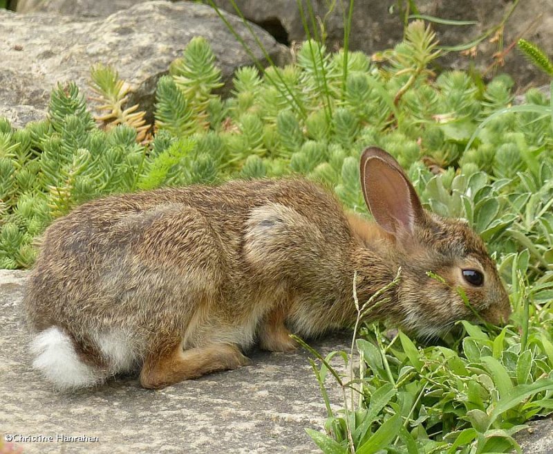 Eastern cottontail rabbit  (Sylvilagus floridanus)