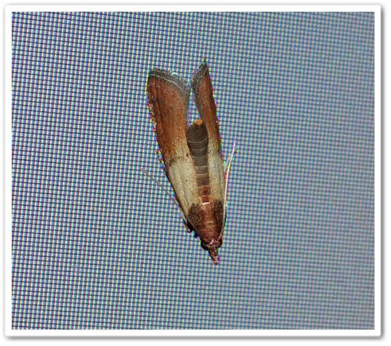 Indian Meal Moth  (Plodia interpunctella) #6019