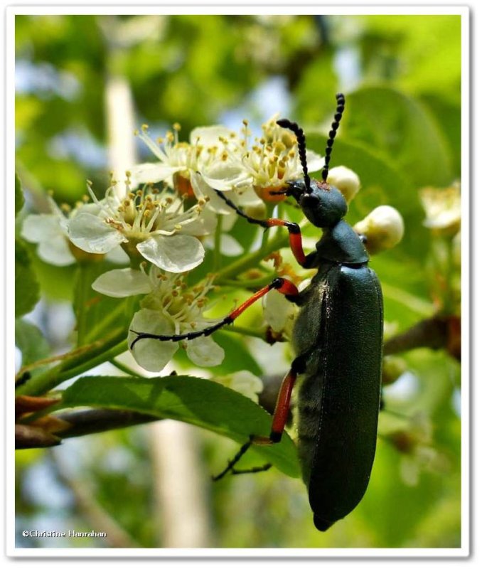 Blister beetle (Lytta sayi)
