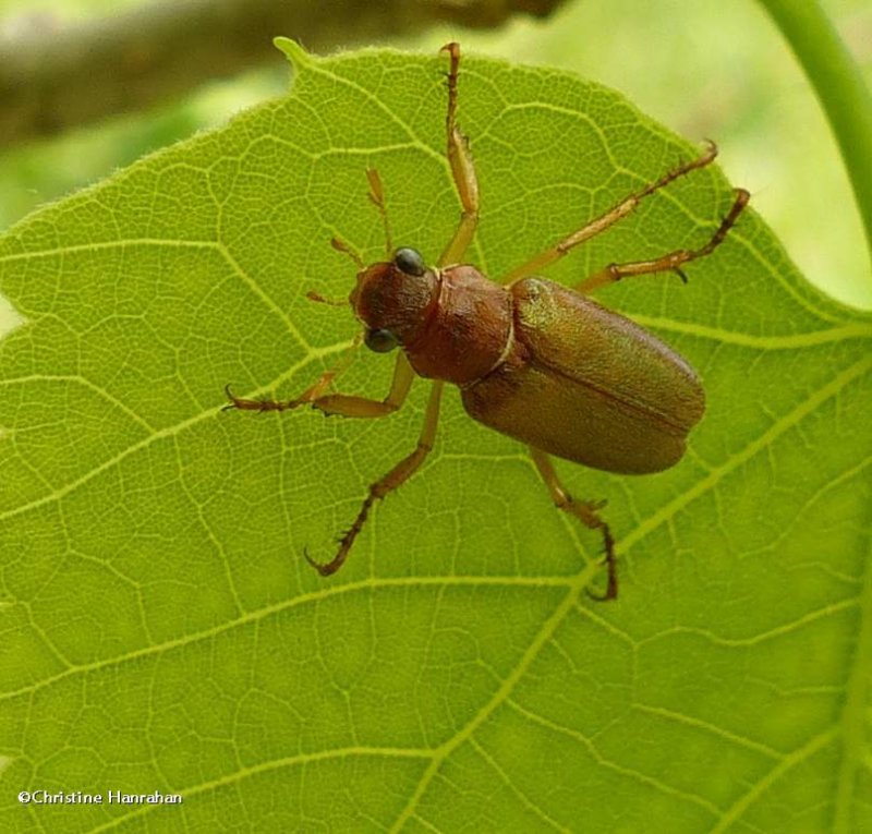 Scarab beetle (Dichelonyx linearis)