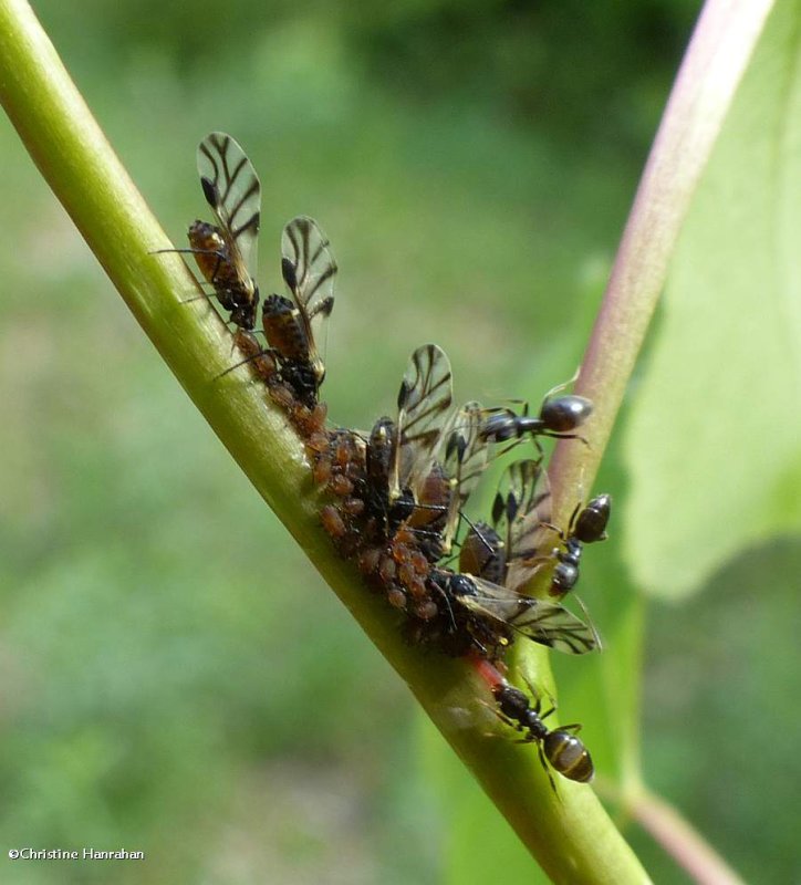 Aphids and ants