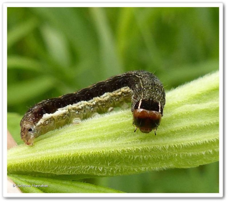 Eupsilia moth caterpillar