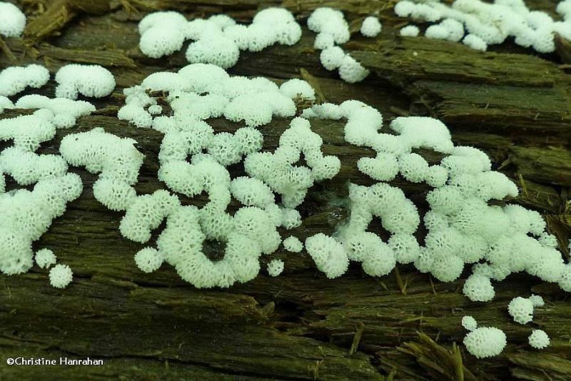 Slime mould  (Ceratiomyxa  fruticulosa var. Porioides)