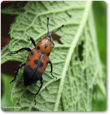 Cocklebur weevil (<em>Rhodobaenus quinquepunctatus</em>)