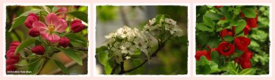 Tree blossoms