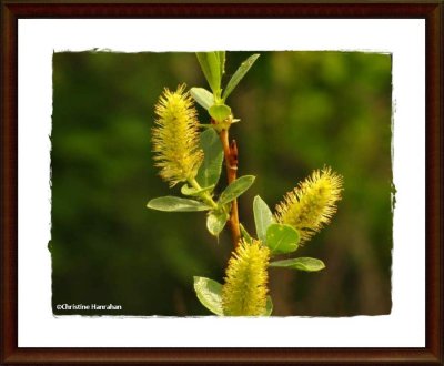 Willow  (<em>Salix</em> sp.)
