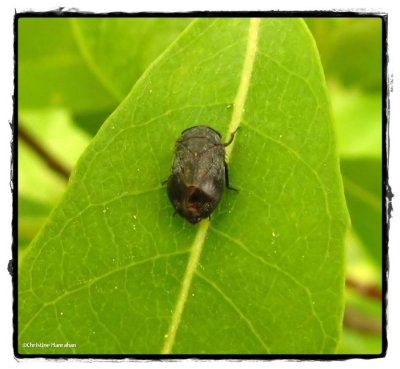 Leafhopper (Penthimia americana)