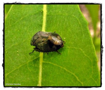 Leafhopper (Penthimia americana)