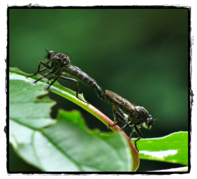 Mating robber flies (Asilidae)