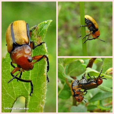 Clay-colored leaf beetle (<em>Anomoea laticlavia</em>)