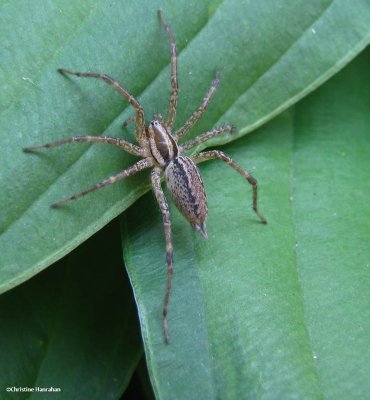 Funnel Weavers (Family: Agalenidae)