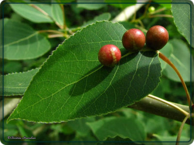 Harmandia Galls on poplar leaf