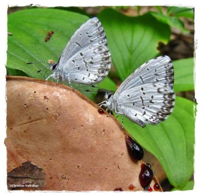 Northern spring azure butterfly  (<em>Celastrina lucia</em>) on Bolete mushroom