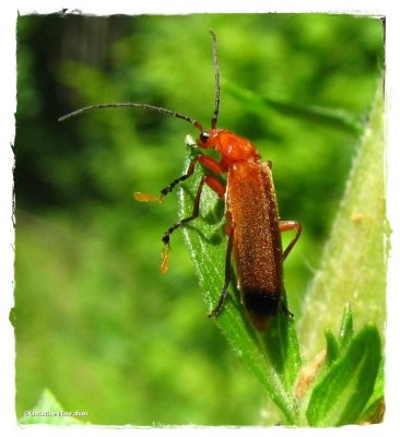 Soldier beetle  (<em>Rhagonycha fulva</em>)