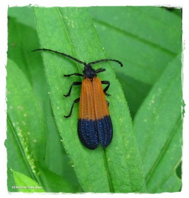 Net-winged beetle (Calopteron terminale)