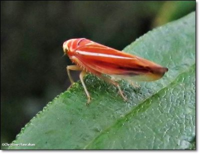 Leafhopper (Idiodonus kennecotti)
