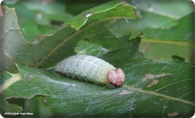 Dreamy duskywing skipper larva (<em>Erynnis icelus</em>)