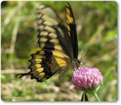 Giant swallowtail (<em>Papilio cresphontes</em>)