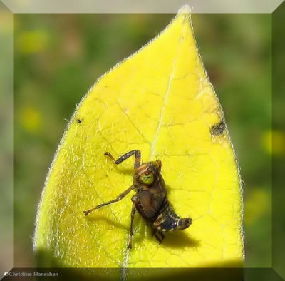 Leafhopper nymph (Jikradia olitoria)