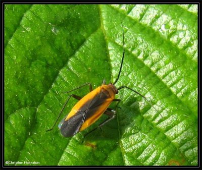 Plant bug (<em>Lopidea</em>)