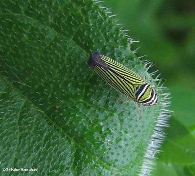 Leafhopper (Tylozygus bifidus)