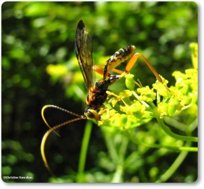 Ichneumonid wasp (<em>Spilopteron occiputale</em>), male