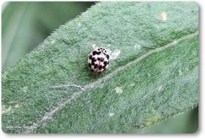 Twenty-spotted ladybeetle (<em>Psyllobora  vigintimaculata</em>)