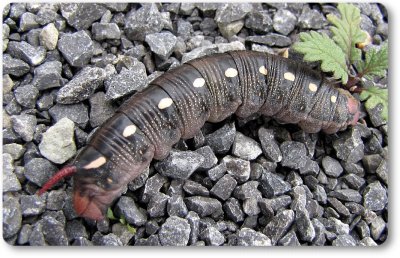 Gallium sphinx moth caterpillar (<em>Hyles gallii</em>), #7893