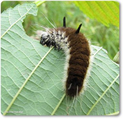 Fingered dagger moth caterpillar (<em>Acronicta dactylina</em>), #9203
