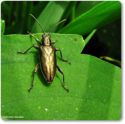 Aquatic leaf beetle (<em>Donacia</em> sp.)