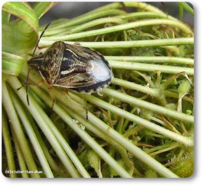 Stink bug (<em>Trichopepla semivittata</em>)
