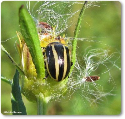 Ragweed leaf beetle (<em>Zygogramma suturalis</em>)