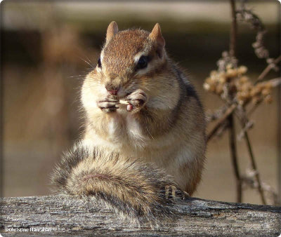 Chipmunk