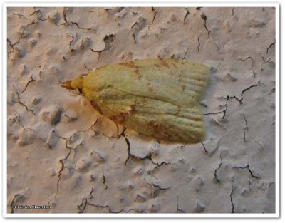 Maple-basswood leafroller (<em>Cenopis pettitana</em>), #3725