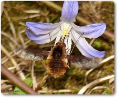 Greater bee fly (<em>Bombylius major</em>)