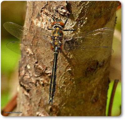 g9/50/883250/3/155793187.dsiTTd6r.jpg
