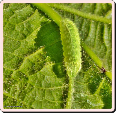 g9/50/883250/3/155975848.VUhf8OhP.jpg