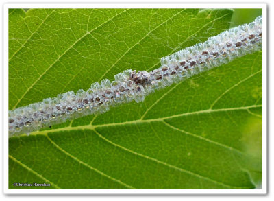 Mourning  Cloak butterfly eggs (<em>Nymphalis antiopa</em>)