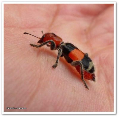 Checkered beetle (<em>Enoclerus muttkowskii</em>)