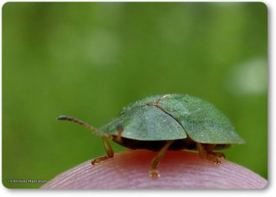 Green tortoise beetle  (<em>Cassida</em>)
