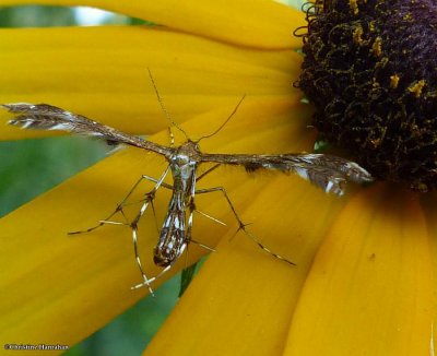 :obed Plume moth (<em>Dejongia lobidactylus</em>), #6102