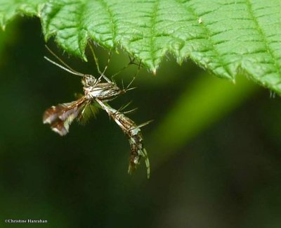 Plume moth (Pterophoridae)